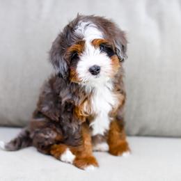 Aussiedoodle, Australian Mountain Doodle, and Bernedoodle Puppies from Cottonwood Creek Doodles