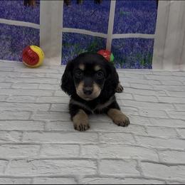 Black and Cream Longhair Female - Black and cream female Dachshund puppy in Killeen, Texas from Southern Dachshunds