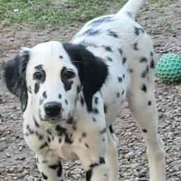Girl 4 - female Dalmatian puppy in Owosso, Michigan from Dreammaker Dalmatians
