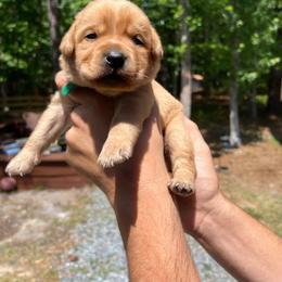 Rusty - Yellow male Labrador Retriever puppy in Carthage, North Carolina from Wicked Pines Retrievers