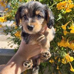 Rocky - Blue merle male Assorted Doodle Crosses puppy in Maricopa, Arizona from Pretty Poo