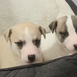 English Cocker Spaniel and Whippet Puppies from Sno-Kist English Cockers & Whippets