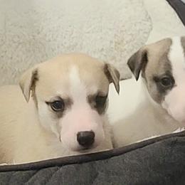 English Cocker Spaniel and Whippet Puppies from Sno-Kist English Cockers & Whippets