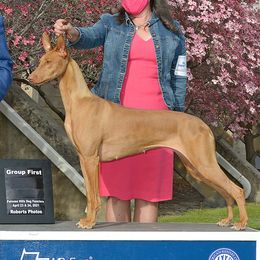 Pharaoh Hounds from ACE Pharaoh Hounds