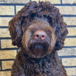 Stryker - Australian Labradoodle