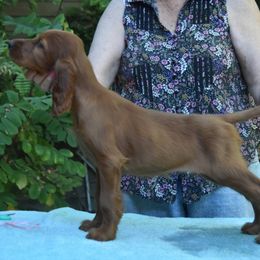 Ellie - Mahogany female Irish Setter puppy in Oregon City, Oregon from Avon Farm