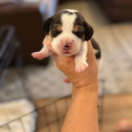 Colt (blue) - Black tan and white male Beagle puppy in Norco, California from Prairie Tail Beagles