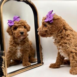 Scarlet Mae - Red  female Poodle puppy in Munster, Indiana from Miranda’s Sunshine Poodles and Doodles