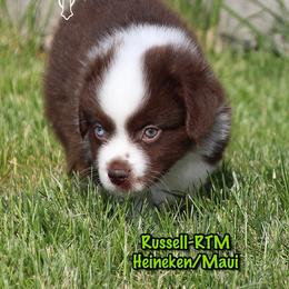 Russell - Red tri-color male Miniature American Shepherd puppy in Elgin, Oregon from Cross L Miniature American Shepherds