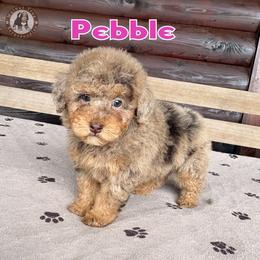 Pebble - Merle female Bernedoodle puppy in Banner Elk, North Carolina from Walnut Tree Bernedoodles