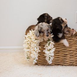 Bernedoodle and Aussiedoodle Puppies from Lillybee