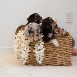 Bernedoodle and Aussiedoodle Puppies from Lillybee