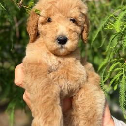 Everest - Apricot male Goldendoodle puppy in Jacksonville, Florida from First Coast Goldendoodles