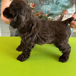 Boy 3 - male Cocker Spaniel puppy in Ocala Fl, Florida from Encore Cockers