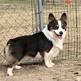 Banjo - Pembroke Welsh Corgi
