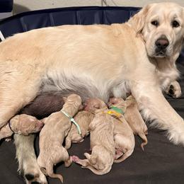 Girl 2 - Cream female Goldendoodle puppy in Puyallup, Washington from Dawnie’s Doodles