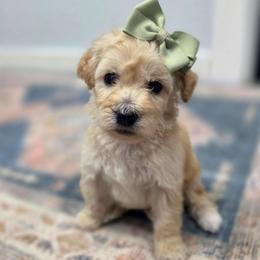 Millee (Milwaukee) - female Cavapoochon puppy in Bullard, Texas from Cavapoochon Central LLC