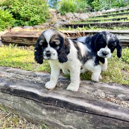 Cocker Spaniel Puppies from Sylvan Acres Spaniels