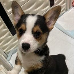 Dandelion - Black and tan female Pembroke Welsh Corgi puppy in Brighton, Colorado from Swezey Pembroke Welsh Corgis