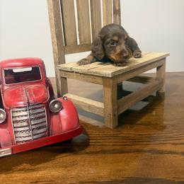 Bluey - Chocolate and tan male Dachshund puppy in Dawson, Alabama from Bells Dashing Dachshunds
