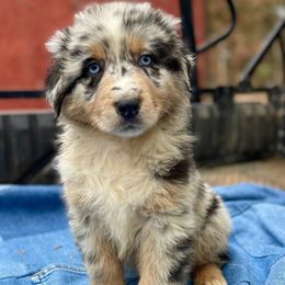 Male 1 - Blue merle male Australian Shepherd puppy in Smithville, Arkansas from Harris Farms and Aussies