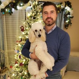Tinkerbell - Poodle
