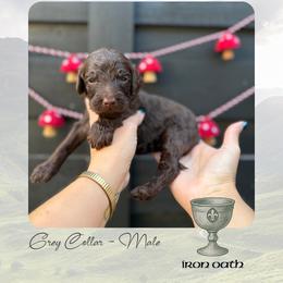 Iron Oath - Grey Collar - Chocolate male Goldendoodle puppy in Garland, Texas from Twilight Doodles