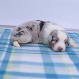 Champagne - Blue merle male Australian Shepherd puppy in Lakewood, California from Cloud Nine Kennel