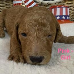 Girl 3 - Chocolate female Goldendoodle puppy in Clermont, Florida from Da Ruba Doodles