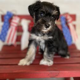 Miniature Schnauzer Puppies from Schnauzers on Robinson Lane