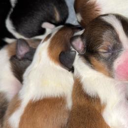 Collies and Scottish Collies from Franklin Farm Collies