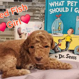 Red Fish- - Caramel red female Labradoodle puppy in Phelan, California from Family Doodles