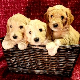 Goldendoodle Puppies from Magical Goldendoodles of Pioneer Valley, MA