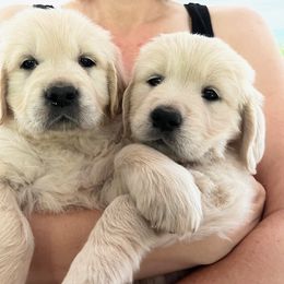 Golden Retriever Puppies from Southern Utah Goldens