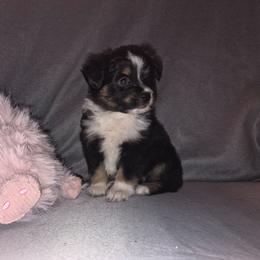 Astra - Black tri female Toy Australian Shepherd puppy in Humansville, Missouri from Tater Tot aussies