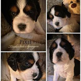 Girl 2 'Pixie' - Black white and tan female English Springer Spaniel puppy in Silverdale, Washington from TimberVale Springers