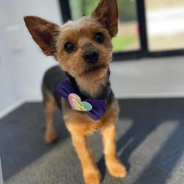 Jojo - Yorkshire Terrier