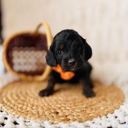 Saint - Sable and white male Cockapoo puppy in Alexandria, Alabama from Bright and Beautiful Cockapoos and Doodles