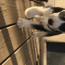 Siberian Husky Puppies from Texas Siberian Husky Kennels (TSHK)
