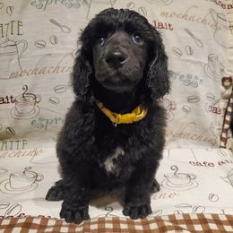 Joe - Black male Poodle puppy in Lubbock, Texas from Hidden Gems