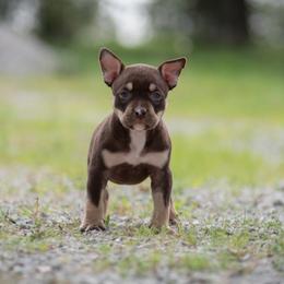 Girl 1 - American Bully puppy in Violet Hill, Arkansas from Obduro Bullies