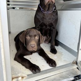 Labrador Retriever Puppies from Rose Gold Retrievers