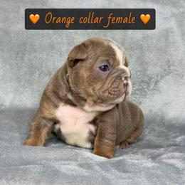 Orange collar - Lilac tri-color female Bulldog puppy in Seattle, Washington from Authentic Bullys