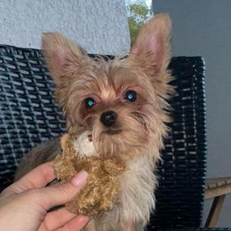 Angelina - Gold female Yorkshire Terrier puppy in Cape Coral, Florida from Katherine’s Yorkies and Poodles