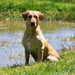 Chloe - Labrador Retriever
