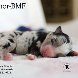 Honor- Blue Merle Female - Blue merle female Miniature Australian Shepherd puppy in Nacogdoches, Texas from TK Standard, Mini, & Toy Aussies
