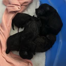 Ms Brown - Brown female Poodle puppy in Severance, Colorado from Cox's Poodle Pups