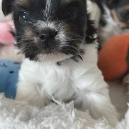 Biewer Terrier, Cavapoo, Cockapoo, Goldendoodle, Poodle, and Yorkshire Terrier Puppies from Pucci Pawfect
