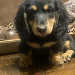 Dachshund Puppies from Tracy's Dachshunds