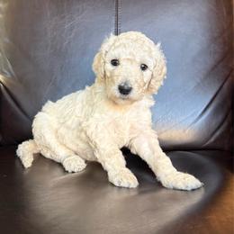 Cookie - Cream female Labradoodle puppy in Kingman, Arizona from The Dood Ranch